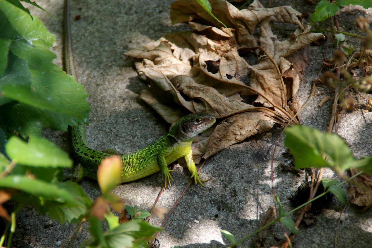 lezardvert2.JPG